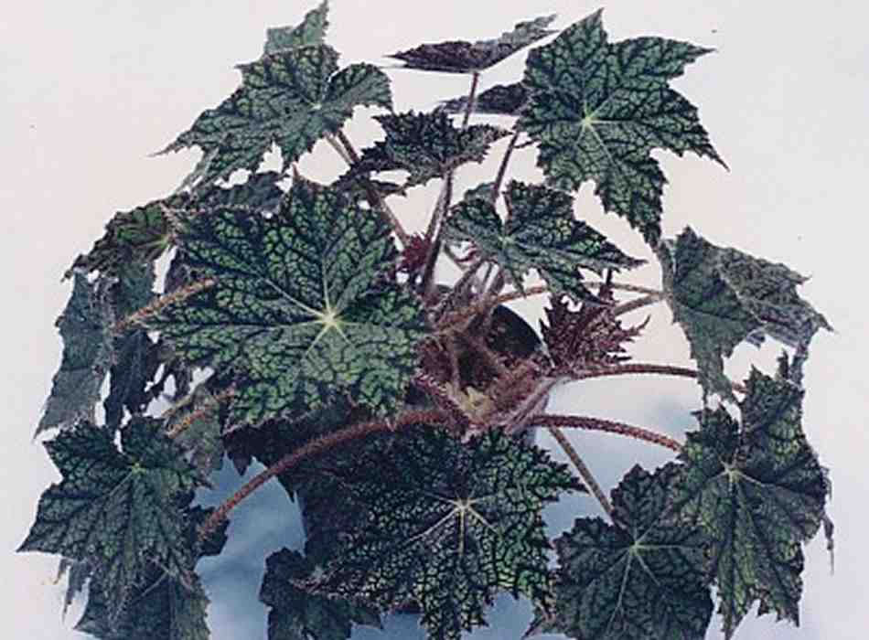 B. ‘Green Canopus’